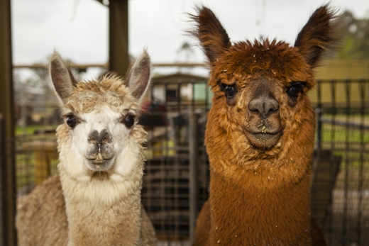 Alpacas